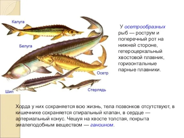 У осетрообразных рыб — рострум и поперечный рот на нижней стороне,