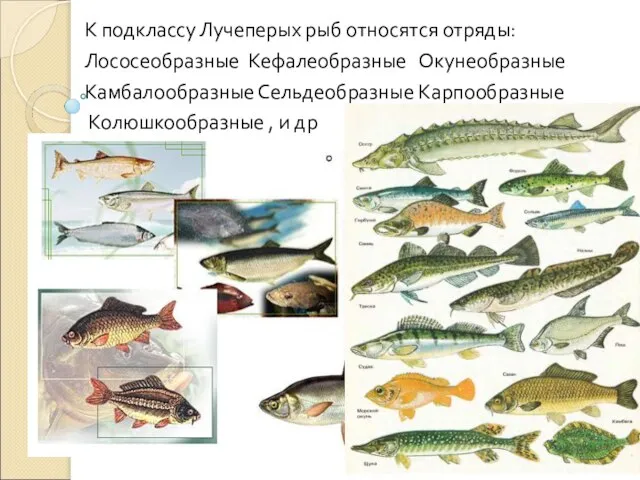 К подклассу Лучеперых рыб относятся отряды: Лососеобразные Кефалеобразные Окунеобразные Камбалообразные Сельдеобразные Карпообразные Колюшкообразные , и др