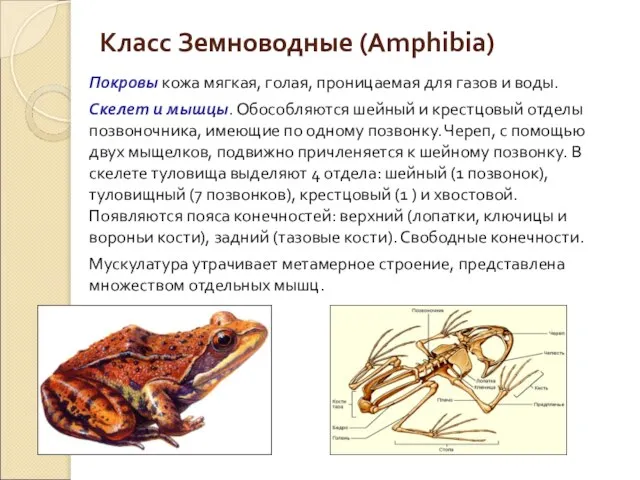 Класс Земноводные (Amphibia) Покровы кожа мягкая, голая, проницаемая для газов и