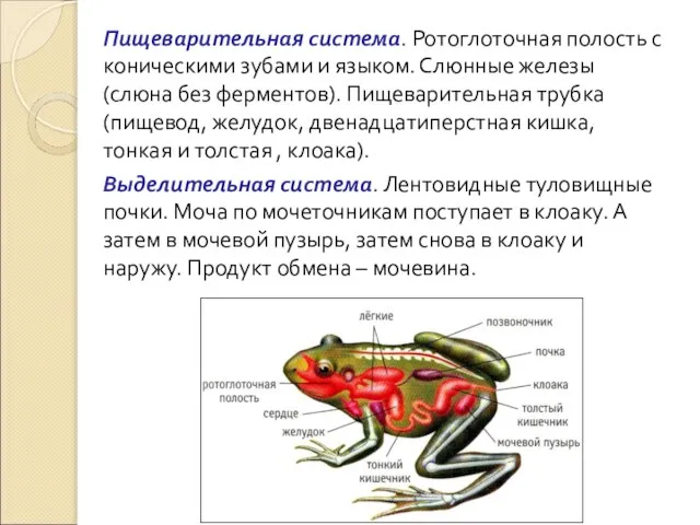 Пищеварительная система. Ротоглоточная полость с коническими зубами и языком. Слюнные железы