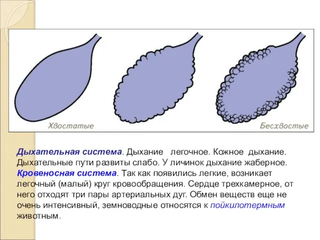 Дыхательная система. Дыхание легочное. Кожное дыхание. Дыхательные пути развиты слабо. У