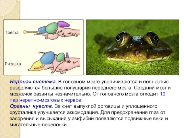 Нервная система. В головном мозге увеличиваются и полностью разделяются большие полушария