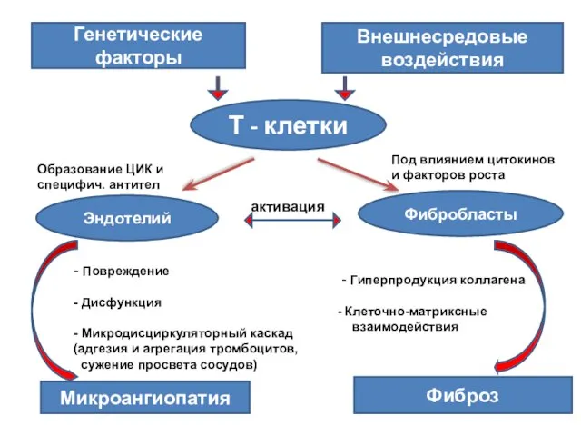 Генетические факторы Внешнесредовые воздействия Т - клетки Микроангиопатия Фиброз Эндотелий Фибробласты