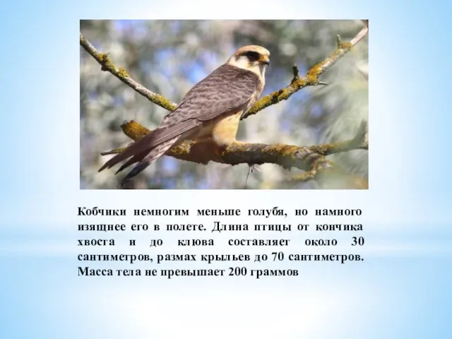 Кобчики немногим меньше голубя, но намного изящнее его в полете. Длина