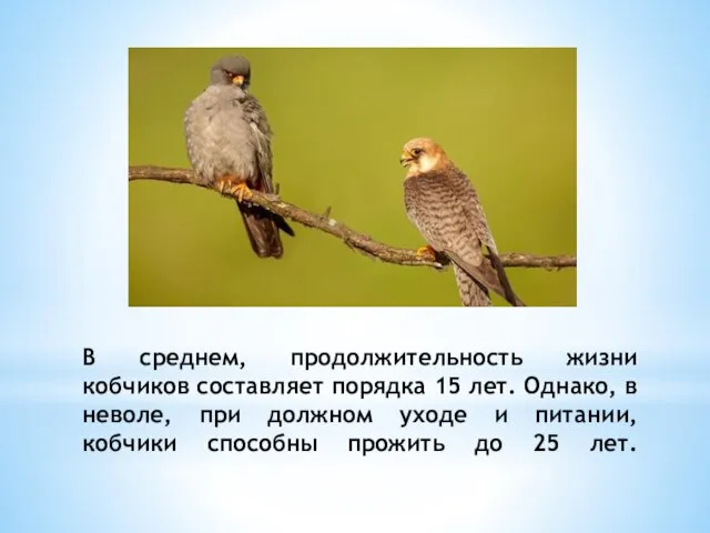 В среднем, продолжительность жизни кобчиков составляет порядка 15 лет. Однако, в