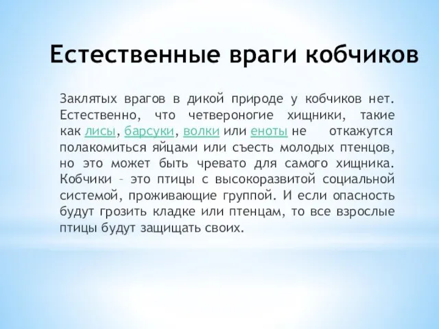 Естественные враги кобчиков Заклятых врагов в дикой природе у кобчиков нет.