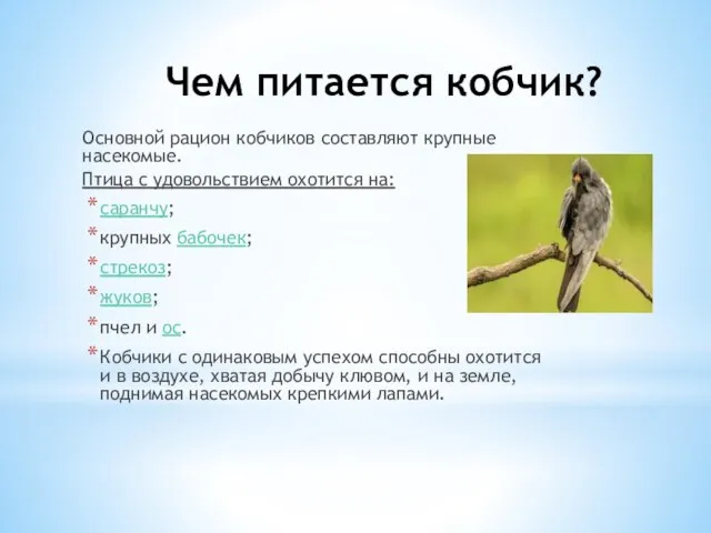 Чем питается кобчик? Основной рацион кобчиков составляют крупные насекомые. Птица с