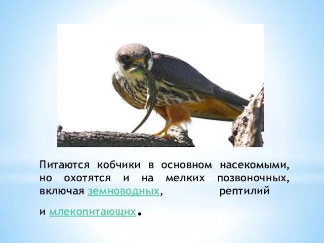 Питаются кобчики в основном насекомыми, но охотятся и на мелких позвоночных, включая земноводных, рептилий и млекопитающих.