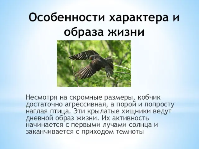 Особенности характера и образа жизни Несмотря на скромные размеры, кобчик достаточно