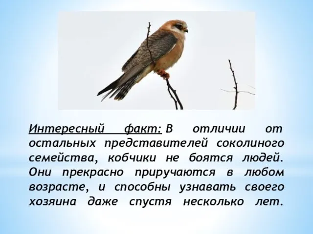 Интересный факт: В отличии от остальных представителей соколиного семейства, кобчики не