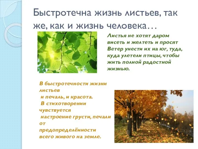 Быстротечна жизнь листьев, так же, как и жизнь человека… Листья не