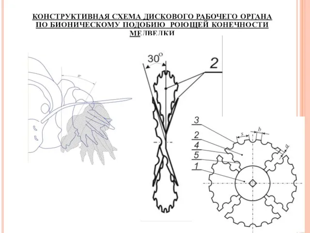 КОНСТРУКТИВНАЯ СХЕМА ДИСКОВОГО РАБОЧЕГО ОРГАНА ПО БИОНИЧЕСКОМУ ПОДОБИЮ РОЮЩЕЙ КОНЕЧНОСТИ МЕДВЕДКИ