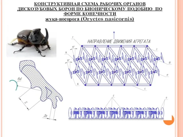 КОНСТРУКТИВНАЯ СХЕМА РАБОЧИХ ОРГАНОВ ДИСКОЗУБОВЫХ БОРОН ПО БИОНИЧЕСКОМУ ПОДОБИЮ ПО ФОРМЕ КОНЕЧНОСТИ жука-носорога (Oryctes nasicornis)