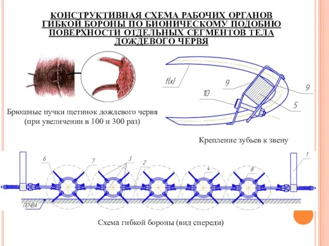 КОНСТРУКТИВНАЯ СХЕМА РАБОЧИХ ОРГАНОВ ГИБКОЙ БОРОНЫ ПО БИОНИЧЕСКОМУ ПОДОБИЮ ПОВЕРХНОСТИ ОТДЕЛЬНЫХ