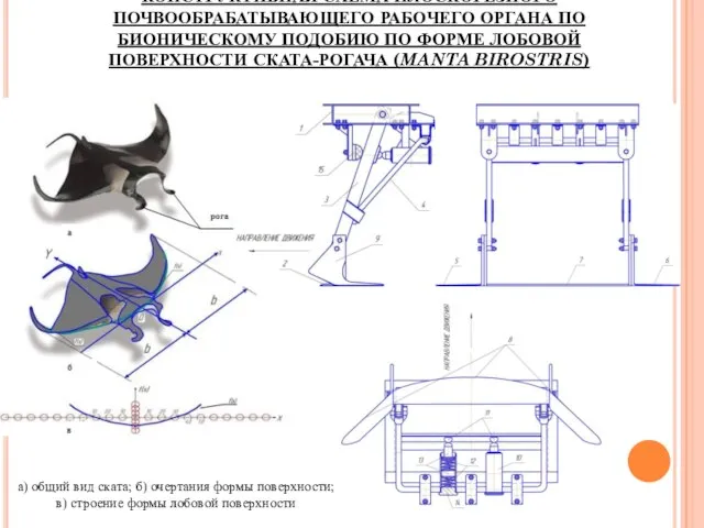 КОНСТРУКТИВНАЯ СХЕМА ПЛОСКОРЕЗНОГО ПОЧВООБРАБАТЫВАЮЩЕГО РАБОЧЕГО ОРГАНА ПО БИОНИЧЕСКОМУ ПОДОБИЮ ПО ФОРМЕ