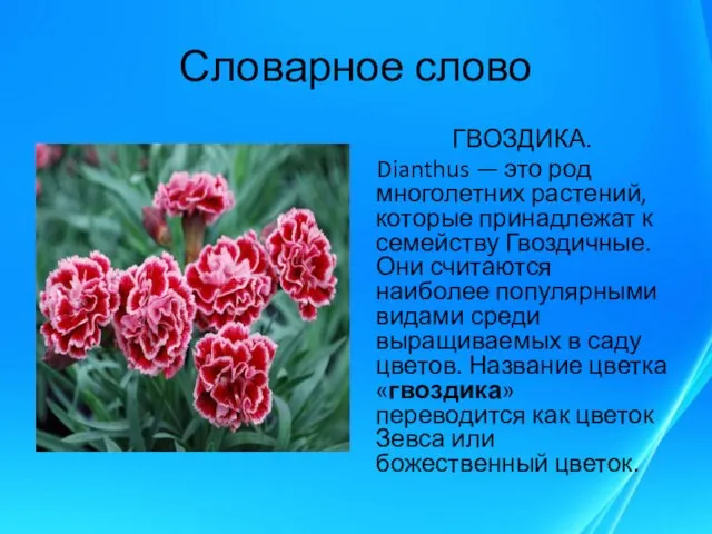 Словарное слово ГВОЗДИКА. Dianthus — это род многолетних растений, которые принадлежат