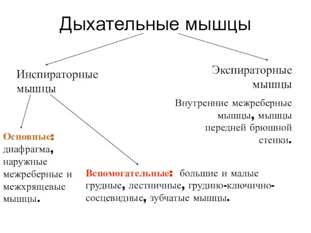 Дыхательные мышцы Инспираторные мышцы Экспираторные мышцы Внутренние межреберные мышцы, мышцы передней