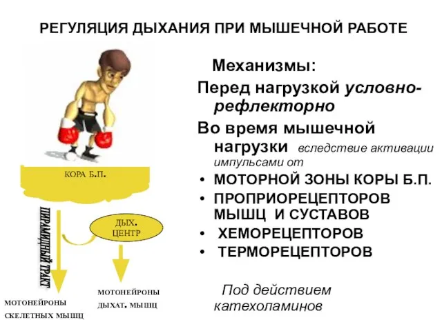 РЕГУЛЯЦИЯ ДЫХАНИЯ ПРИ МЫШЕЧНОЙ РАБОТЕ Механизмы: Перед нагрузкой условно-рефлекторно Во время