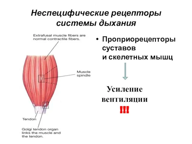 Неспецифические рецепторы системы дыхания Проприорецепторы суставов и скелетных мышц Усиление вентиляции !!!