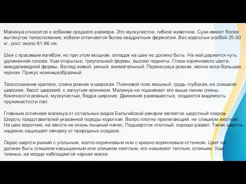 Малинуа относится к собакам среднего размера. Это мускулистое, гибкое животное. Суки