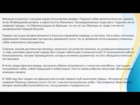 Малинуа относится к четырем видам Бельгийской овчарки. Родиной собак является Бельгия,