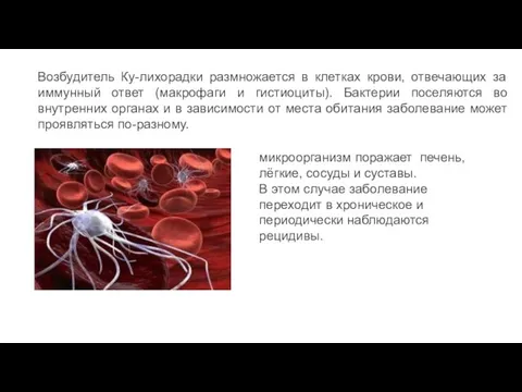 Возбудитель Ку-лихорадки размножается в клетках крови, отвечающих за иммунный ответ (макрофаги