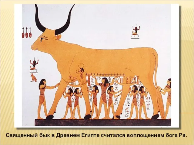 Священный бык в Древнем Египте считался воплощением бога Ра.
