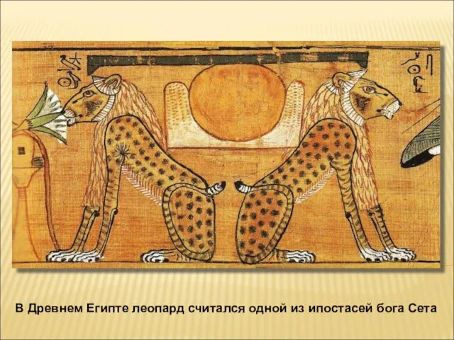 В Древнем Египте леопард считался одной из ипостасей бога Сета