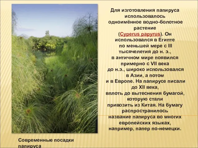 Современные посадки папируса Для изготовления папируса использовалось одноимённое водно-болотное растение (Cyperus