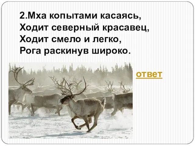 2.Мха копытами касаясь, Ходит северный красавец, Ходит смело и легко, Рога раскинув широко. ответ