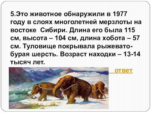 5.Это животное обнаружили в 1977 году в слоях многолетней мерзлоты на