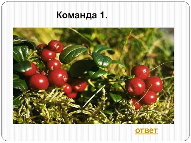 Команда 1. ответ