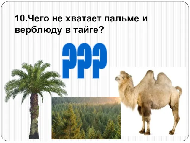 10.Чего не хватает пальме и верблюду в тайге? ???