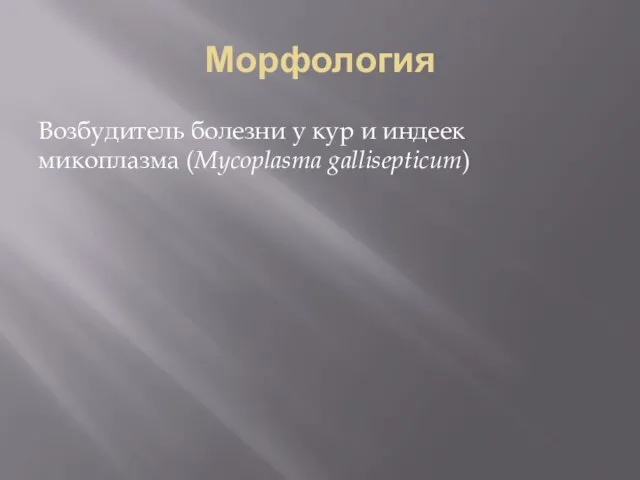 Морфология Возбудитель болезни у кур и индеек микоплазма (Mycoplasma gallisepticum)