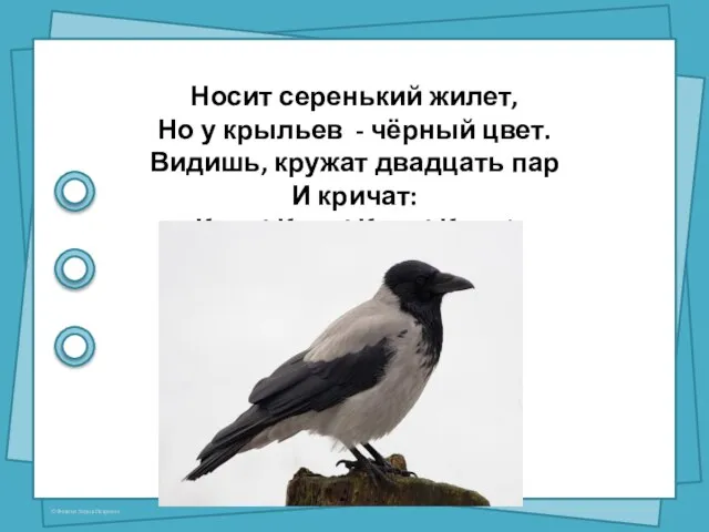 Носит серенький жилет, Но у крыльев - чёрный цвет. Видишь, кружат