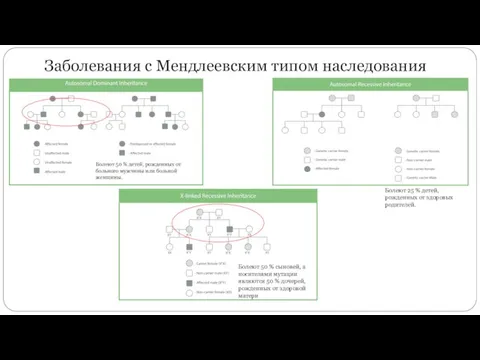 Заболевания с Мендлеевским типом наследования Болеют 50 % детей, рожденных от