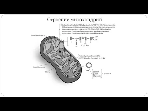 Строение митохондрий 37 генов