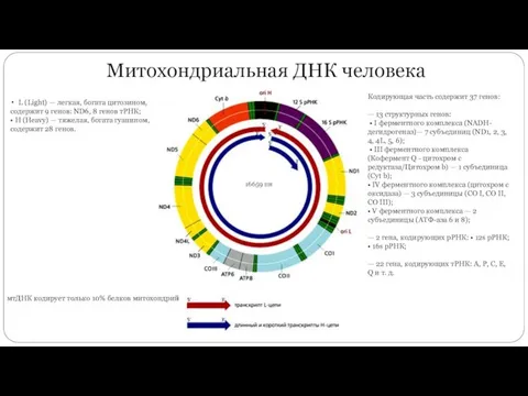 Митохондриальная ДНК человека 16659 пн L (Light) — легкая, богата цитозином,