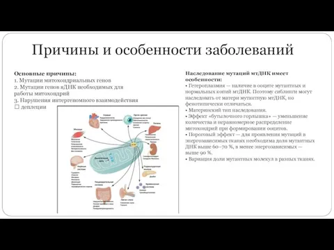 Причины и особенности заболеваний Основные причины: 1. Мутации митохондриальных генов 2.