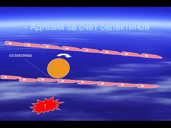 - Адгезия за счёт селектинов селектины