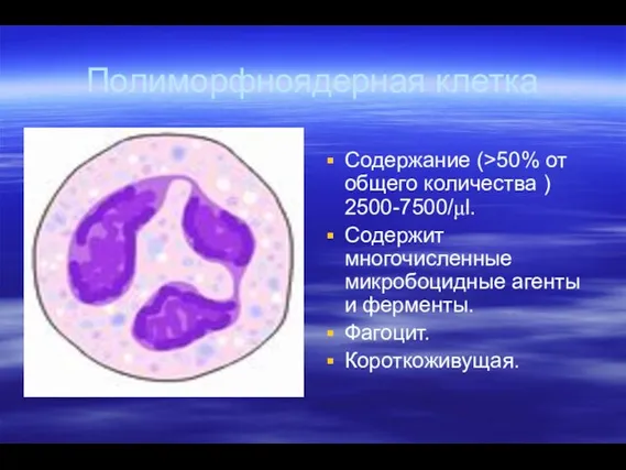 Полиморфноядерная клетка Содержание (>50% от общего количества ) 2500-7500/μl. Содержит многочисленные