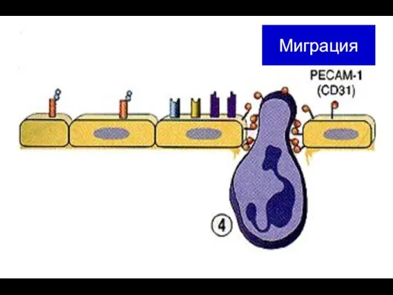 Миграция