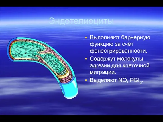 Эндотелиоциты Выполняют барьерную функцию за счёт фенестрированности. Содержут молекулы адгезии для клеточной миграции. Выделяют NO, PGI2.