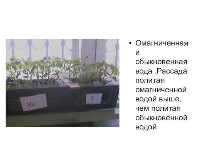 Омагниченная и обыкновенная вода .Рассада политая омагниченной водой выше, чем политая обыкновенной водой.