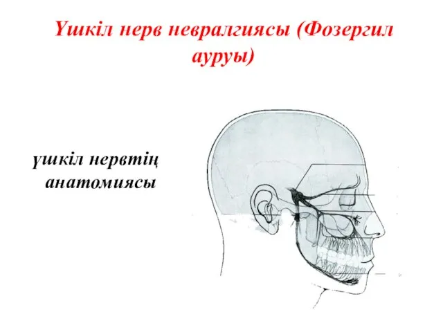 Үшкіл нерв невралгиясы (Фозергил ауруы) үшкіл нервтің анатомиясы