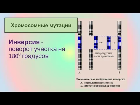 Инверсия - поворот участка на 1800 градусов Хромосомные мутации