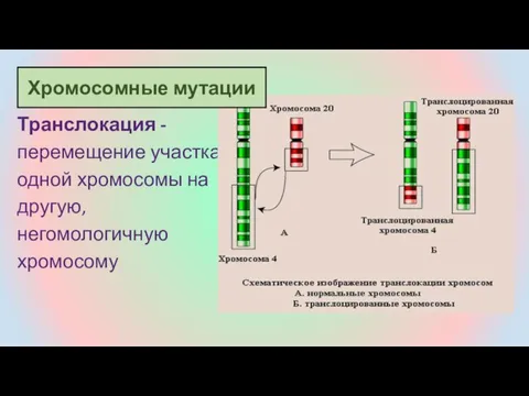 Транслокация - перемещение участка одной хромосомы на другую, негомологичную хромосому Хромосомные мутации