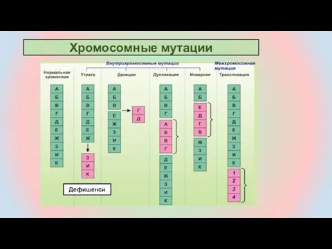 Дефишенси Хромосомные мутации