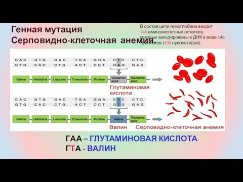 Генная мутация Серповидно-клеточная анемия. ГАА – ГЛУТАМИНОВАЯ КИСЛОТА ГТА - ВАЛИН