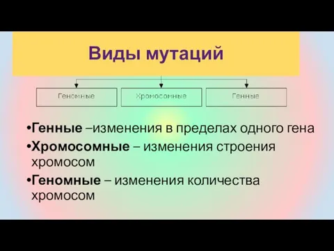 Генные –изменения в пределах одного гена Хромосомные – изменения строения хромосом